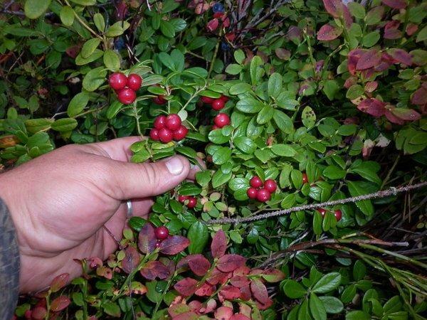 P1010726.thumb.JPG.bf0832305622f6bca228f