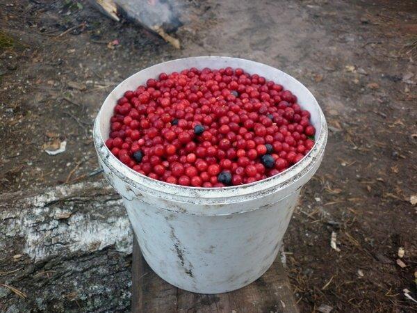 P1010727.thumb.JPG.3d7d3c4336c9639973240