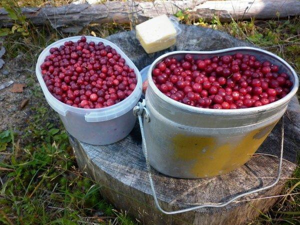 P1010739.thumb.JPG.dcb926dece21db957fe66