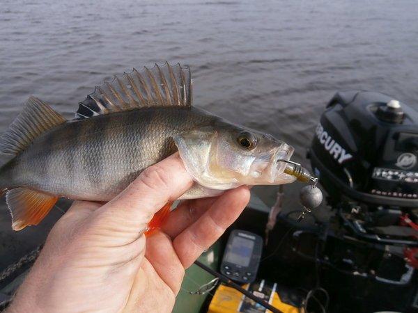 P9050406.thumb.JPG.e911eaed4d68777da258b