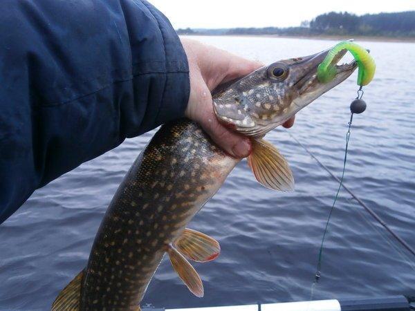 P9090420.thumb.JPG.2f4b0ea8e13bb0aa5a681