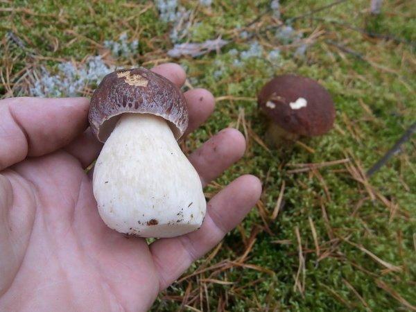 P9120432.thumb.JPG.4dde8b1ccc4693c6beefa