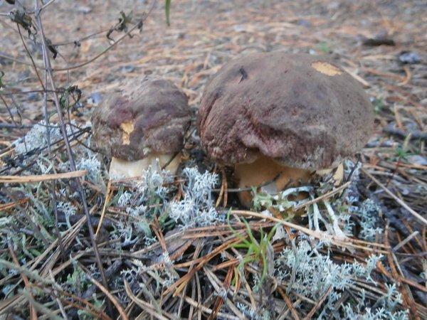 P9120433.thumb.JPG.f4d29d8e7bd21cfbc90fc