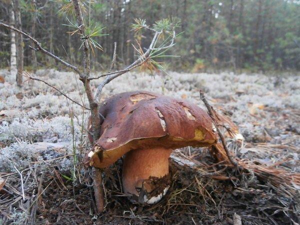 P9120436.thumb.JPG.d1a8203a38f0824e66c5b