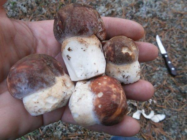 P9120438.thumb.JPG.2d6036121363d59d3cf18