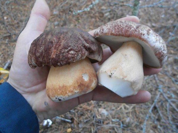 P9120440.thumb.JPG.38855c7c09bd182a7687f