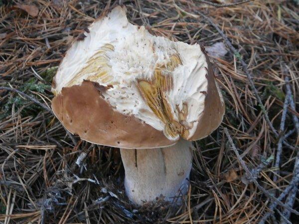 P9120442.thumb.JPG.ee4d07333fbf273206ce1