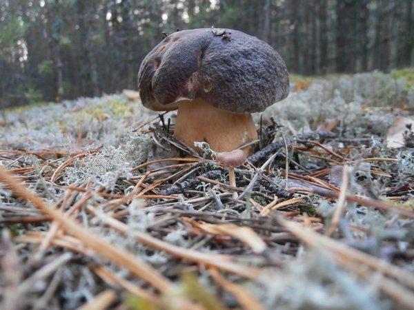 P9120443.thumb.JPG.3e4229c356decbd5d4314