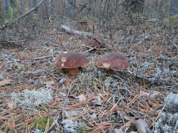 P9120444.thumb.JPG.0930cf17fd0ff6d2bdac7