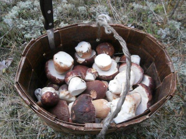 P9120446.thumb.JPG.beabdf1de79dbb4dfdc14