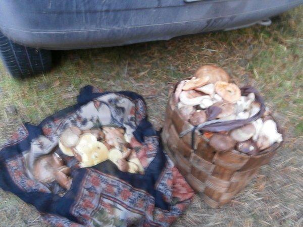 P9120447.thumb.JPG.b3d5d07920a6ed1da4274