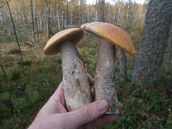 P9130427.thumb.JPG.e9362b551860614e89fd7