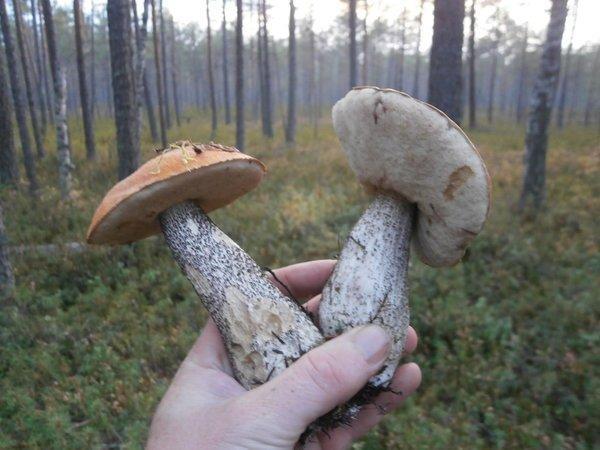 P9130428.thumb.JPG.c19664021427010f33275