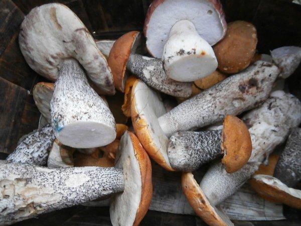 P9130430.thumb.JPG.11e2ef2e4b90ddfdebb6c