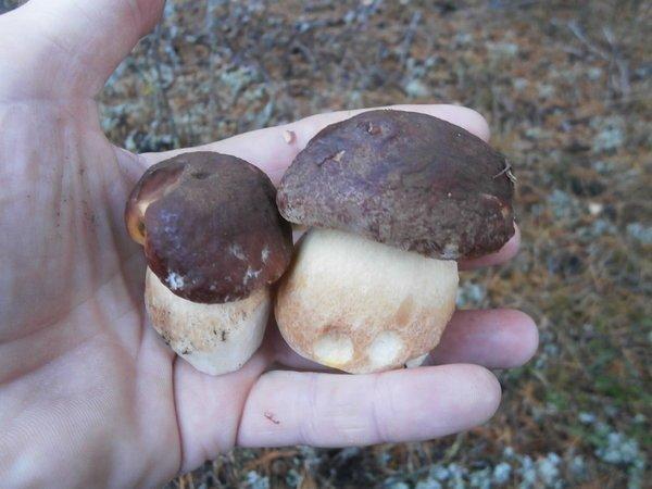 P9160447.thumb.JPG.646bfc1462c947774c524