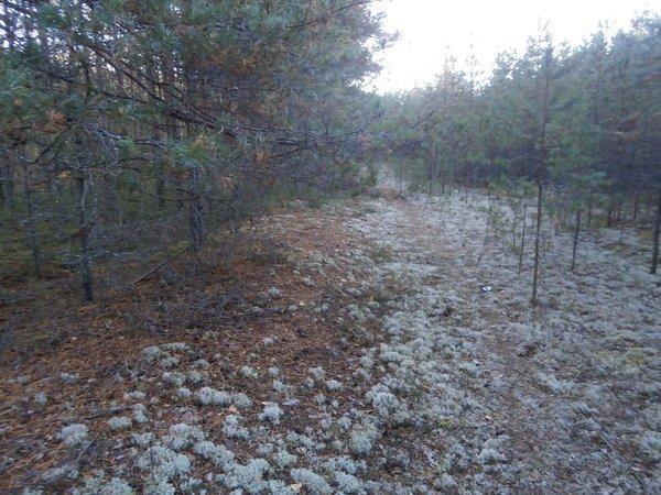 P9160449.thumb.JPG.60d80ead2d6aed21211ae