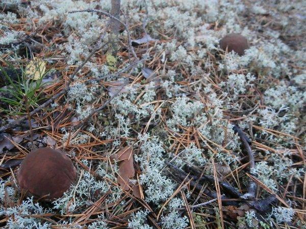 P9160450.thumb.JPG.0745fdd3d52d728d14aed