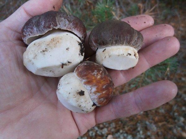 P9160452.thumb.JPG.5365ab80dd854bcdffa4a