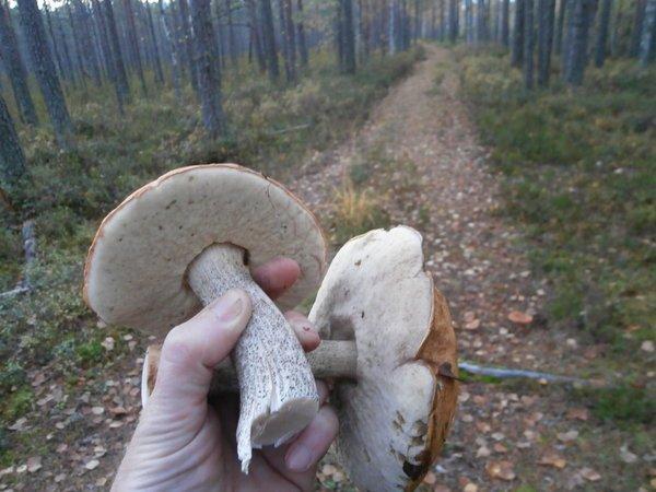 P9160456.thumb.JPG.707e86b879a1a13d5438d