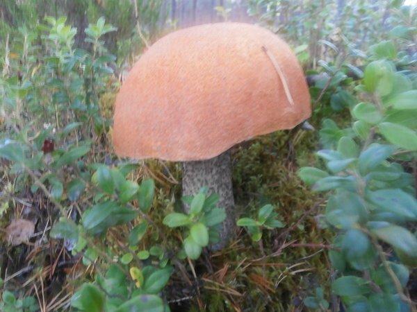 P9160457.thumb.JPG.9aa1e10800048e3b2bfa3