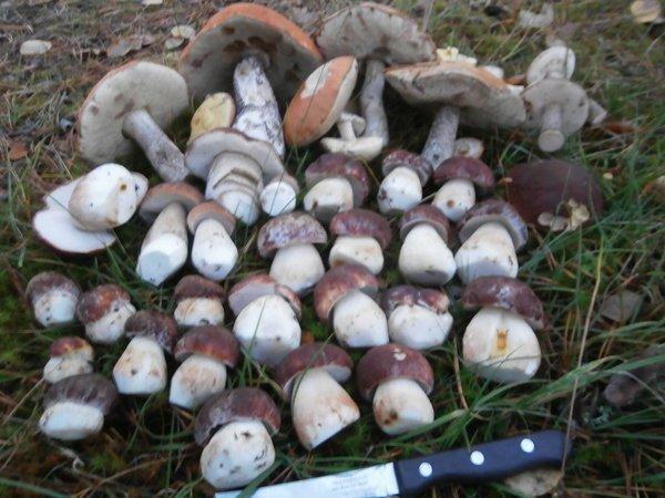 P9160458.thumb.JPG.69d1fc81e464e6096955b