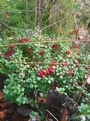 Photo0367.thumb.jpg.c2fb8edae5641cd9693a