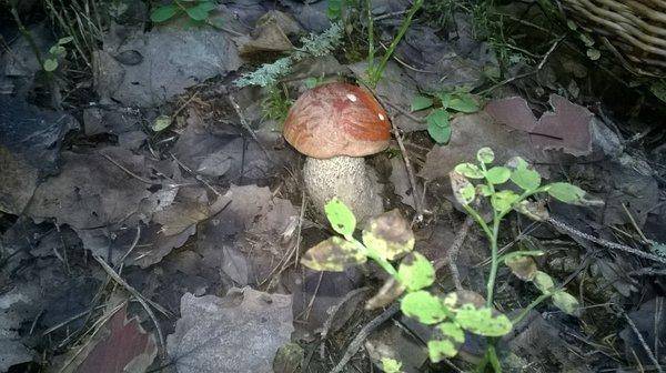 WP_20150912_004.thumb.jpg.98ba8577f0c9ab