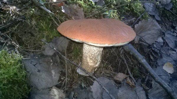 WP_20150912_005.thumb.jpg.388b50c7356b5a