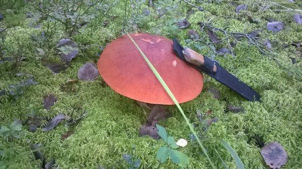 WP_20150912_007.thumb.jpg.3da25c2f591e1d