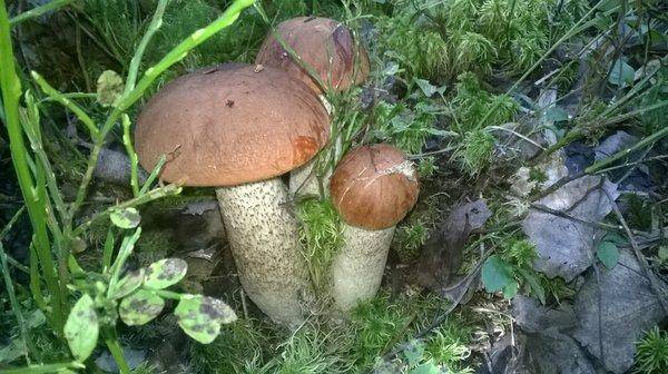 WP_20150912_010.thumb.jpg.5861b89f8011db