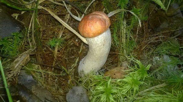 WP_20150912_013.thumb.jpg.5599e8d70b6651