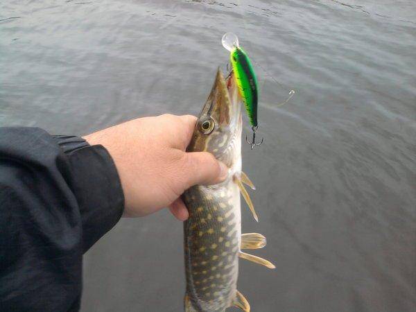 560d6f9a495da_0815.thumb.jpg.b77a102dd5a