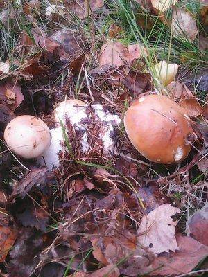 Грибы 1октября 008.jpg