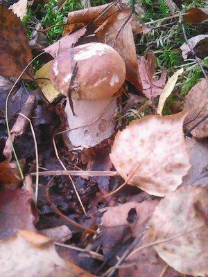 Грибы 1октября 011.jpg