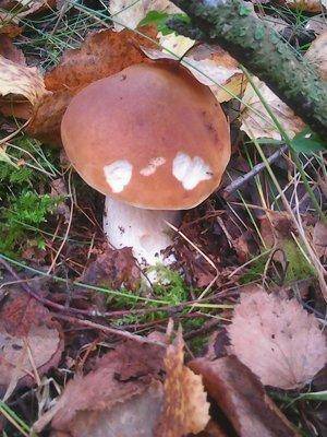 Грибы 1октября 012.jpg