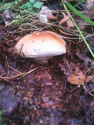 Грибы 1октября 013.jpg