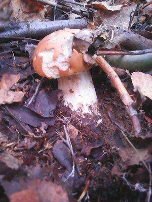 Грибы 1октября 015.jpg