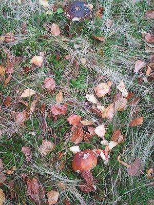 Грибы 1октября 017.jpg