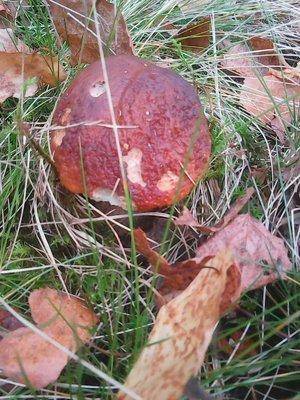 Грибы 1октября 018.jpg