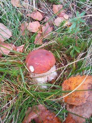 Грибы 1октября 022.jpg