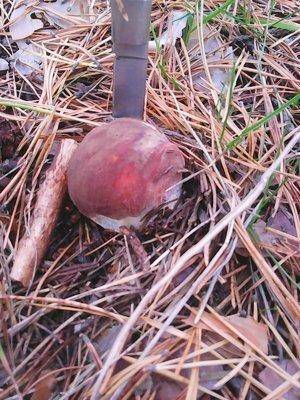 Грибы 1октября 027.jpg