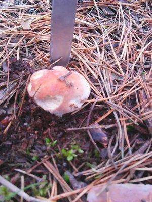 Грибы 1октября 028.jpg