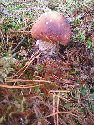 Грибы 1октября 030.jpg