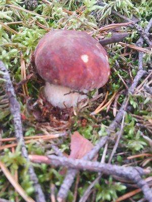 Грибы 1октября 034.jpg