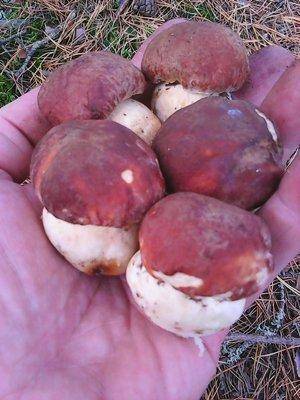 Грибы 1октября 041.jpg