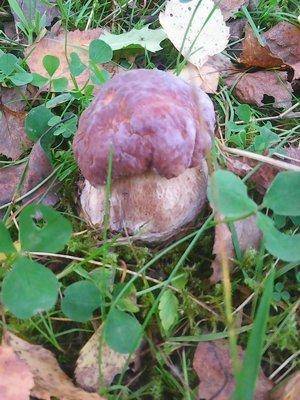 Грибы 1октября 043.jpg