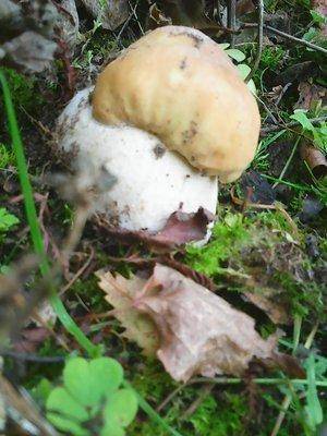 Грибы 1октября 045.jpg