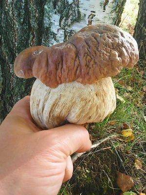 Грибы 1октября 049.jpg