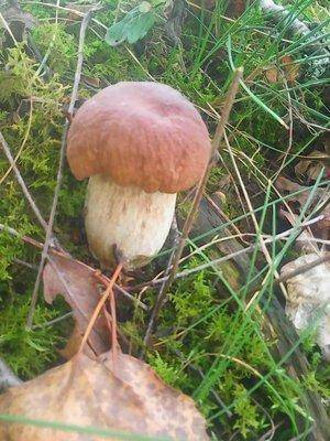 Грибы 1октября 069.jpg