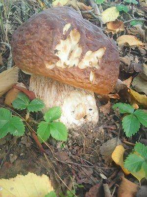 Грибы 1октября 071.jpg